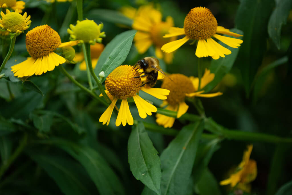 Bumblebees